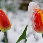 Tulpen im Schnee