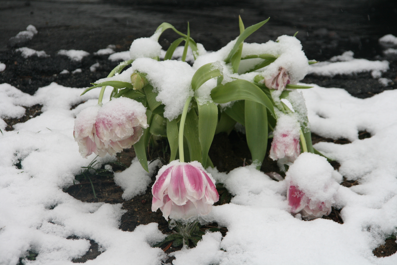 Tulpen im Schnee