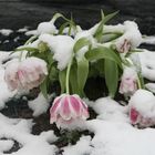 Tulpen im Schnee