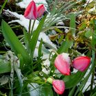 Tulpen im Schnee