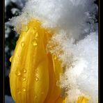 Tulpen im Schnee