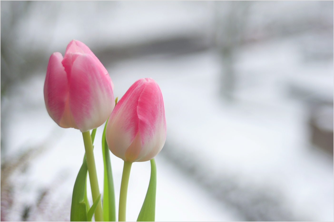 ~~Tulpen im Schnee~~