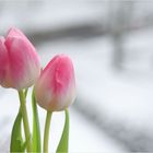 ~~Tulpen im Schnee~~