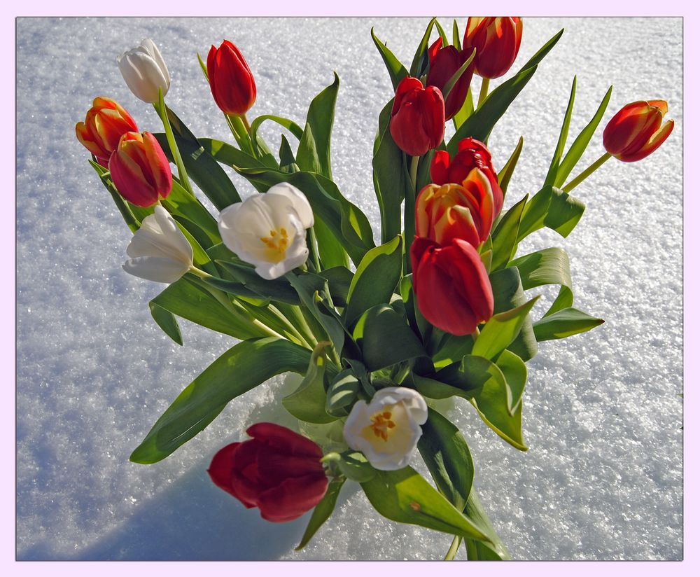 Tulpen im Schnee