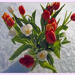 Tulpen im Schnee