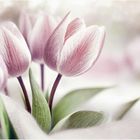 Tulpen im Schnee - KI und eigenes Bild kombiniert