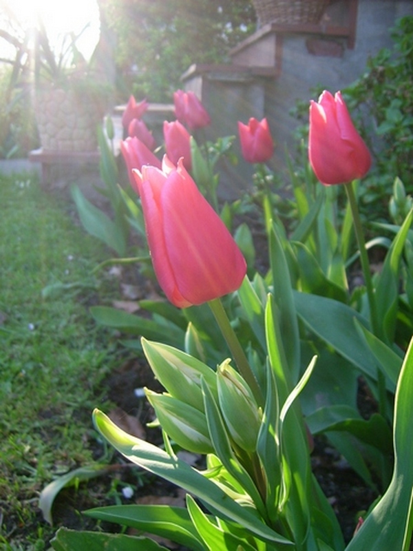 Tulpen im Sonnenbad