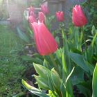 Tulpen im Sonnenbad