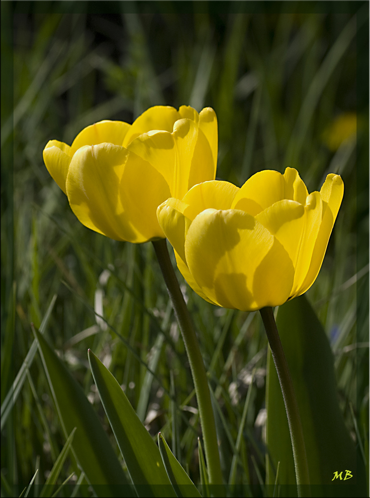 Tulpen im Sonnenlicht.....