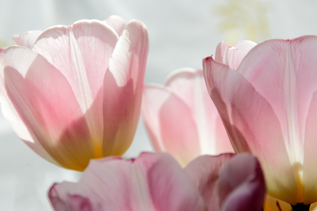 Tulpen im Sonnenlicht