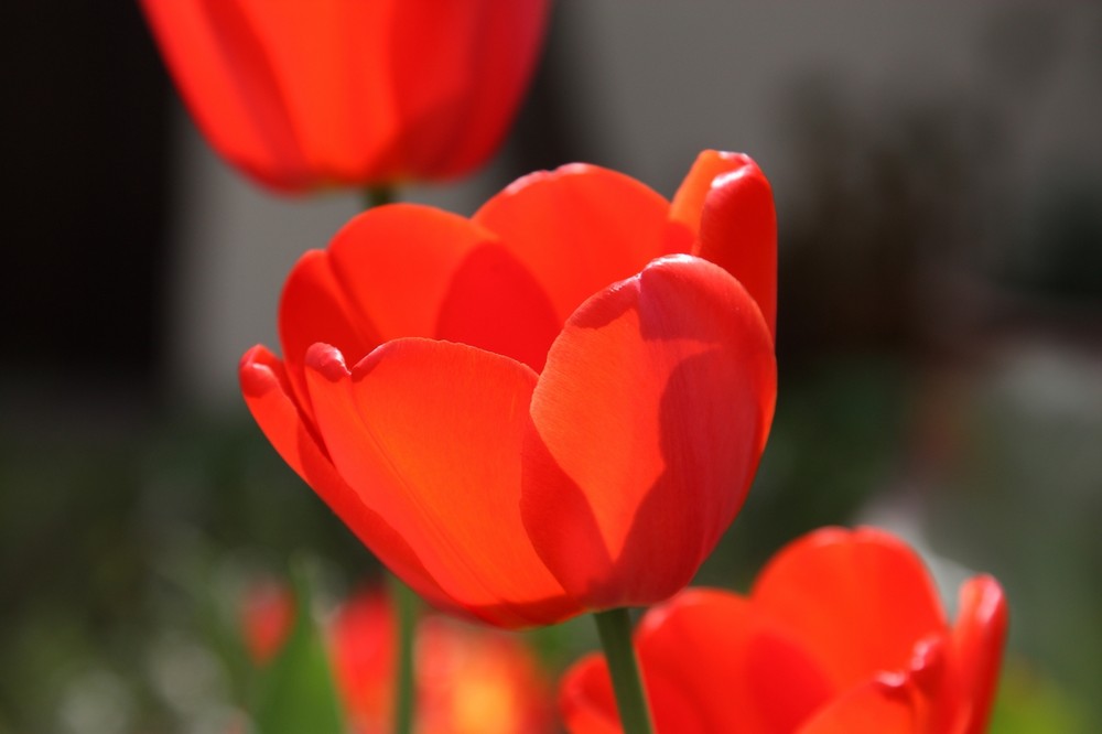 Tulpen im Sonnenlicht