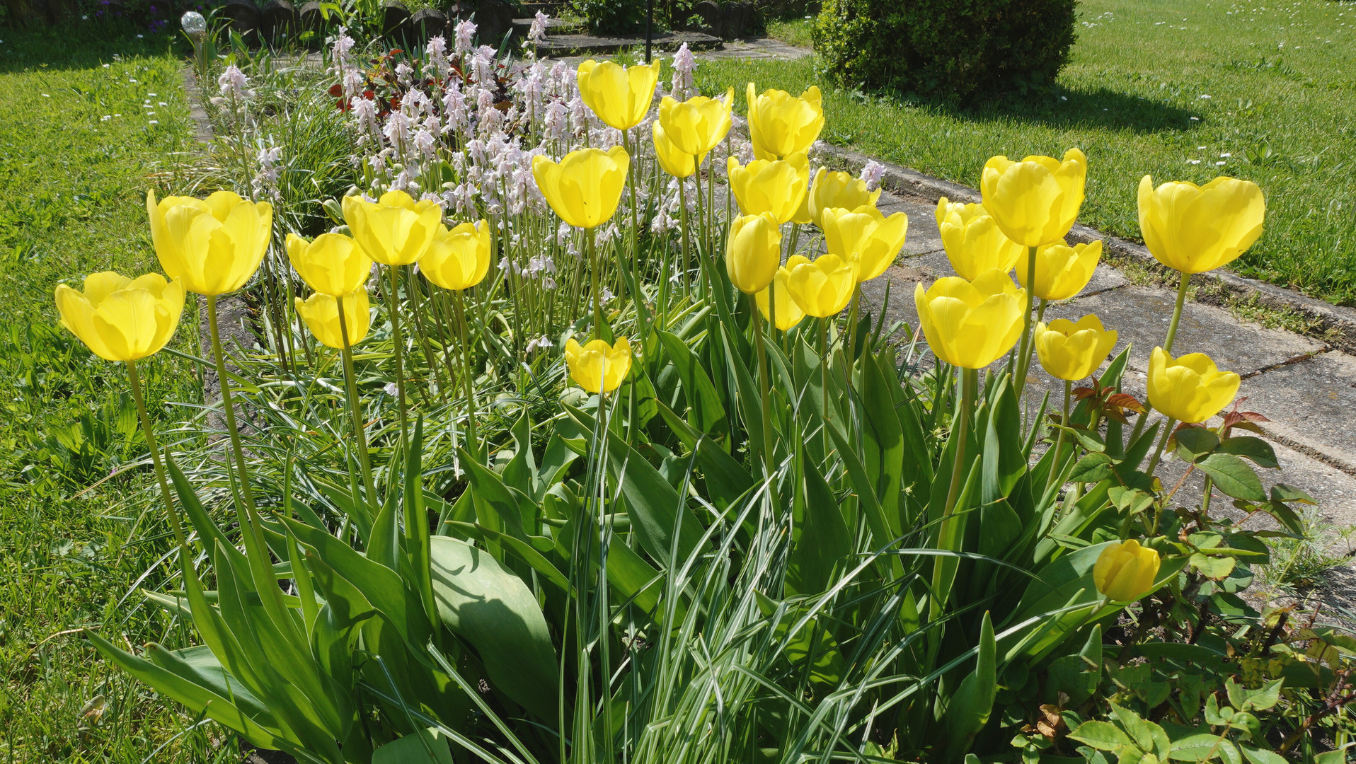 Tulpen im Sonnenlicht