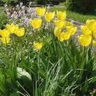 Tulpen im Sonnenlicht