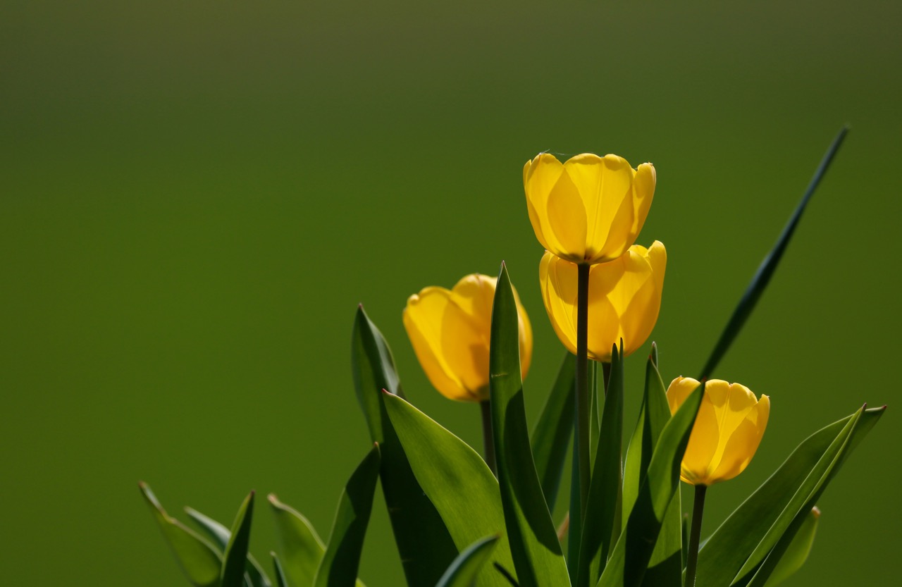 Tulpen im Sonnenlicht