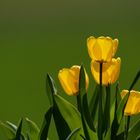 Tulpen im Sonnenlicht