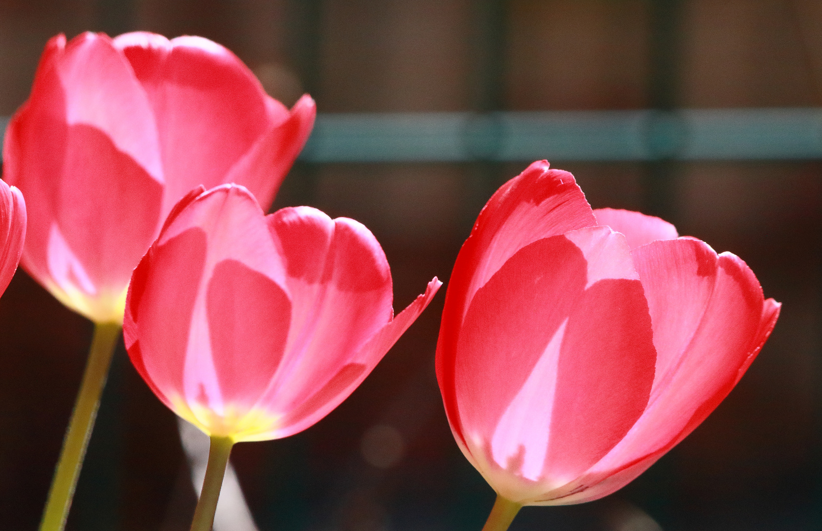 Tulpen im Sonnenlicht.