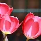 Tulpen im Sonnenlicht.