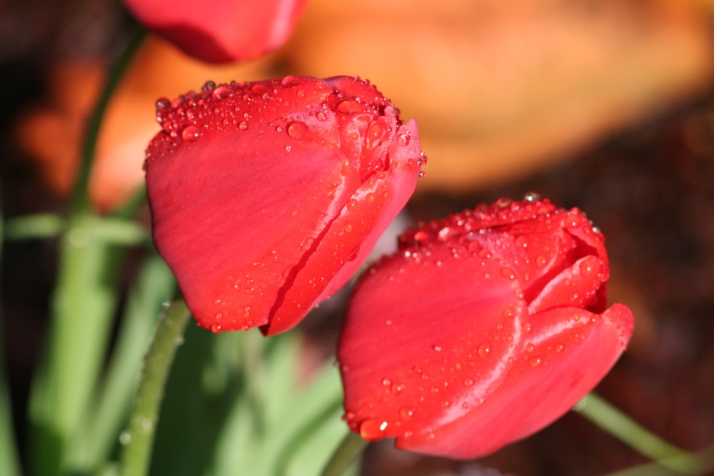 Tulpen im Sonnenlicht nach einer kurzen Regenschauer