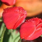 Tulpen im Sonnenlicht nach einer kurzen Regenschauer