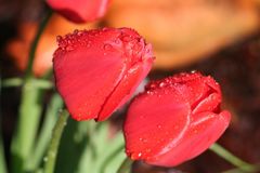 Tulpen im Sonnenlicht nach einer kurzen Regenschauer