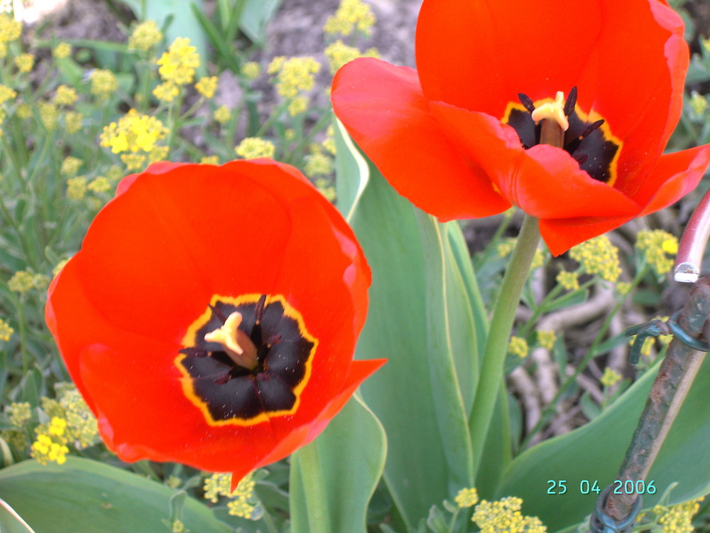 Tulpen im Sonnenlicht.Herrlich