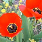 Tulpen im Sonnenlicht.Herrlich