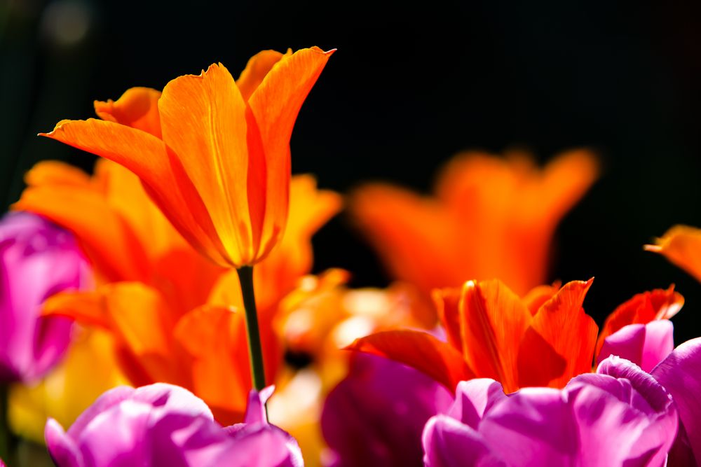 Tulpen im Sonnenschein von Jochen Schneider 