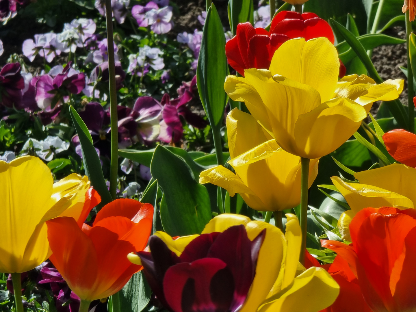 Tulpen im Sonnenschein