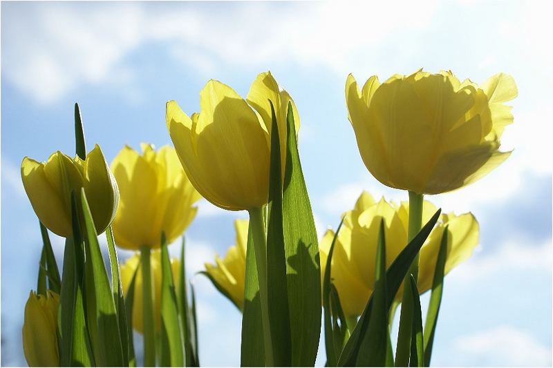 Tulpen im Sonnenschein