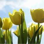 Tulpen im Sonnenschein