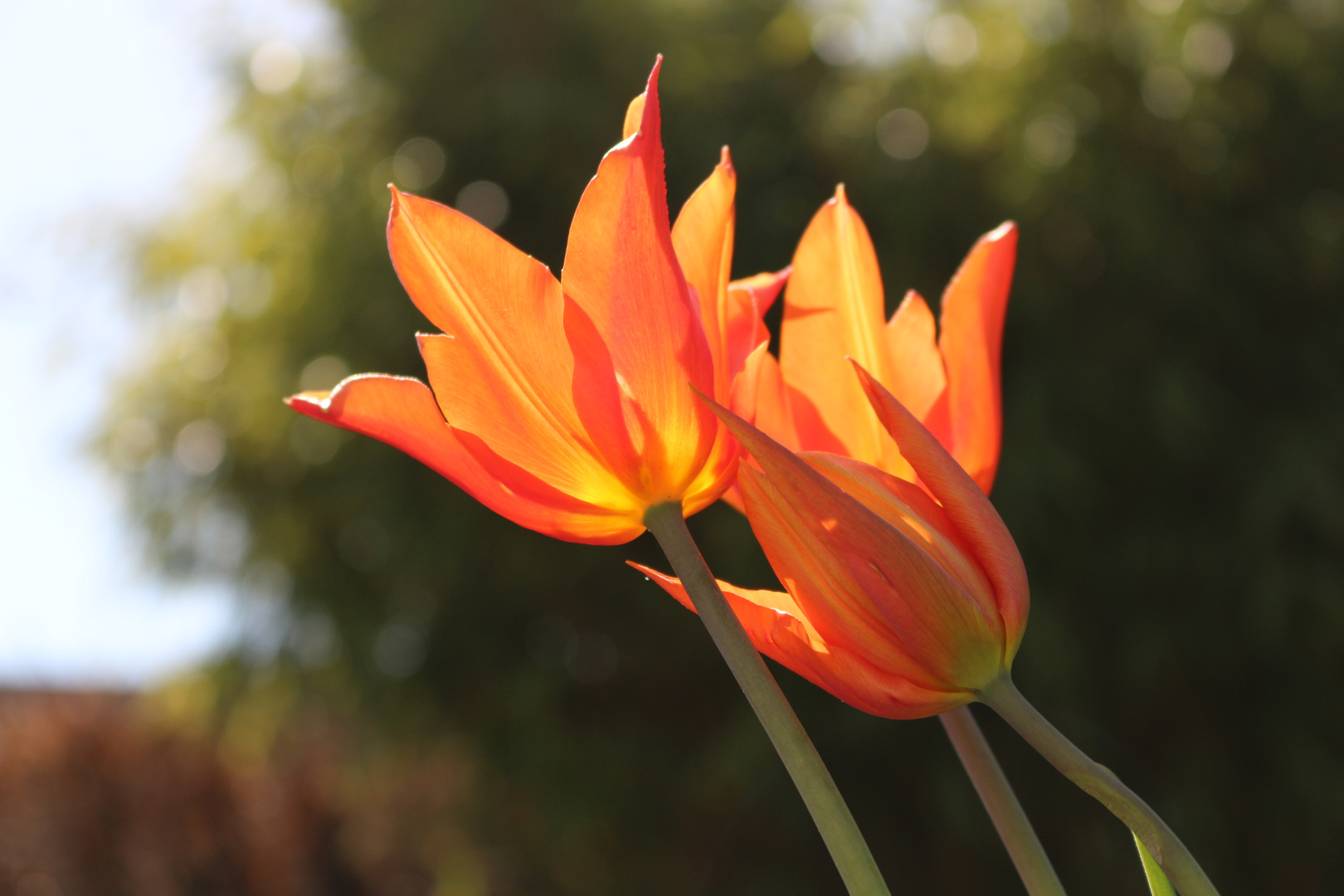 Tulpen im Sonnenschein