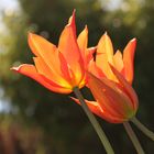 Tulpen im Sonnenschein