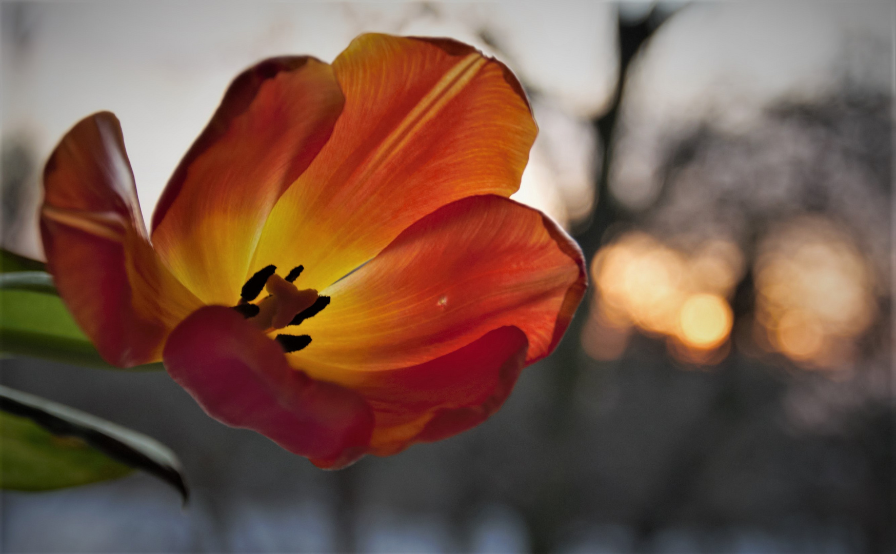 Tulpen im Sonnenuntergang