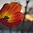 Tulpen im Sonnenuntergang