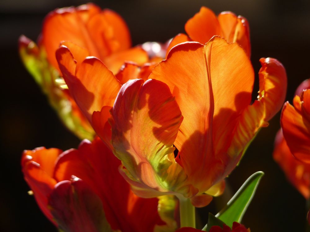 Tulpen im sonnigen Licht