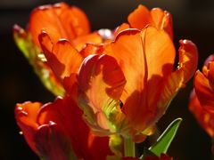 Tulpen im sonnigen Licht