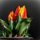 Tulpen im Topf