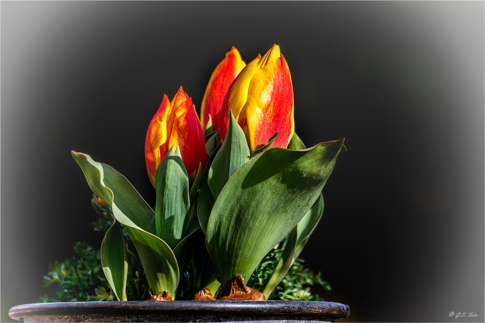 Tulpen im Topf