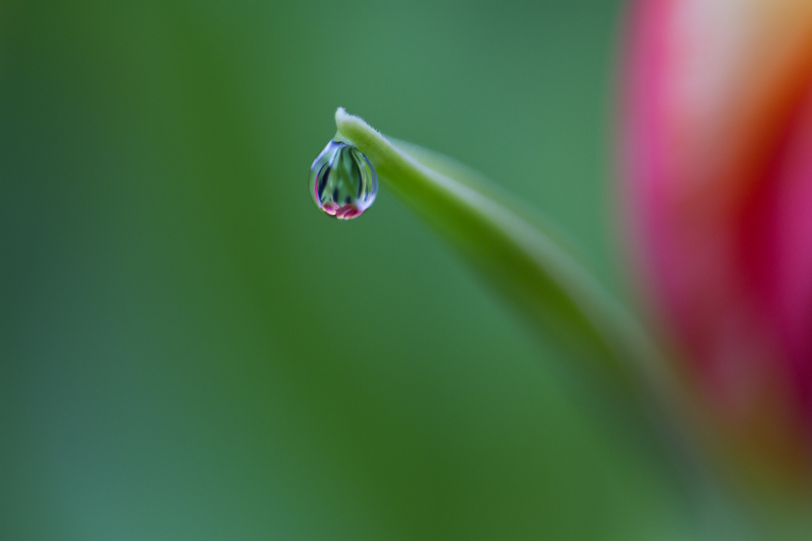 Tulpen im Tropf