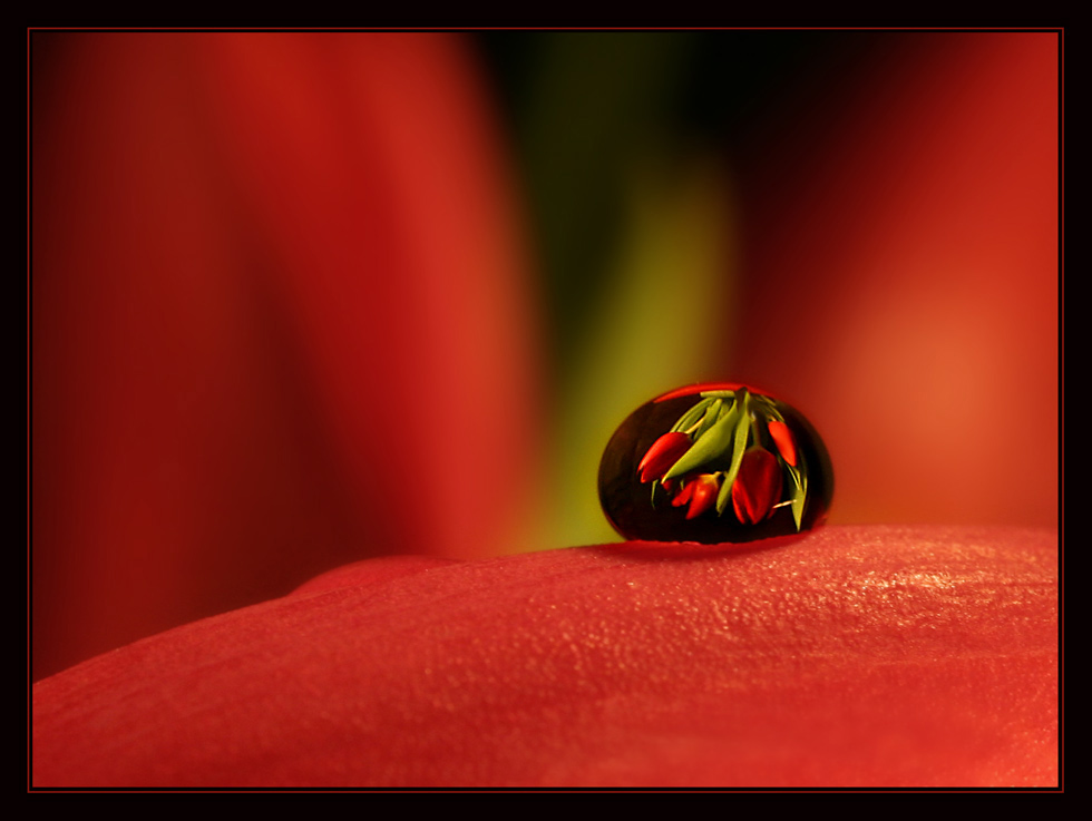 Tulpen im Tropfen