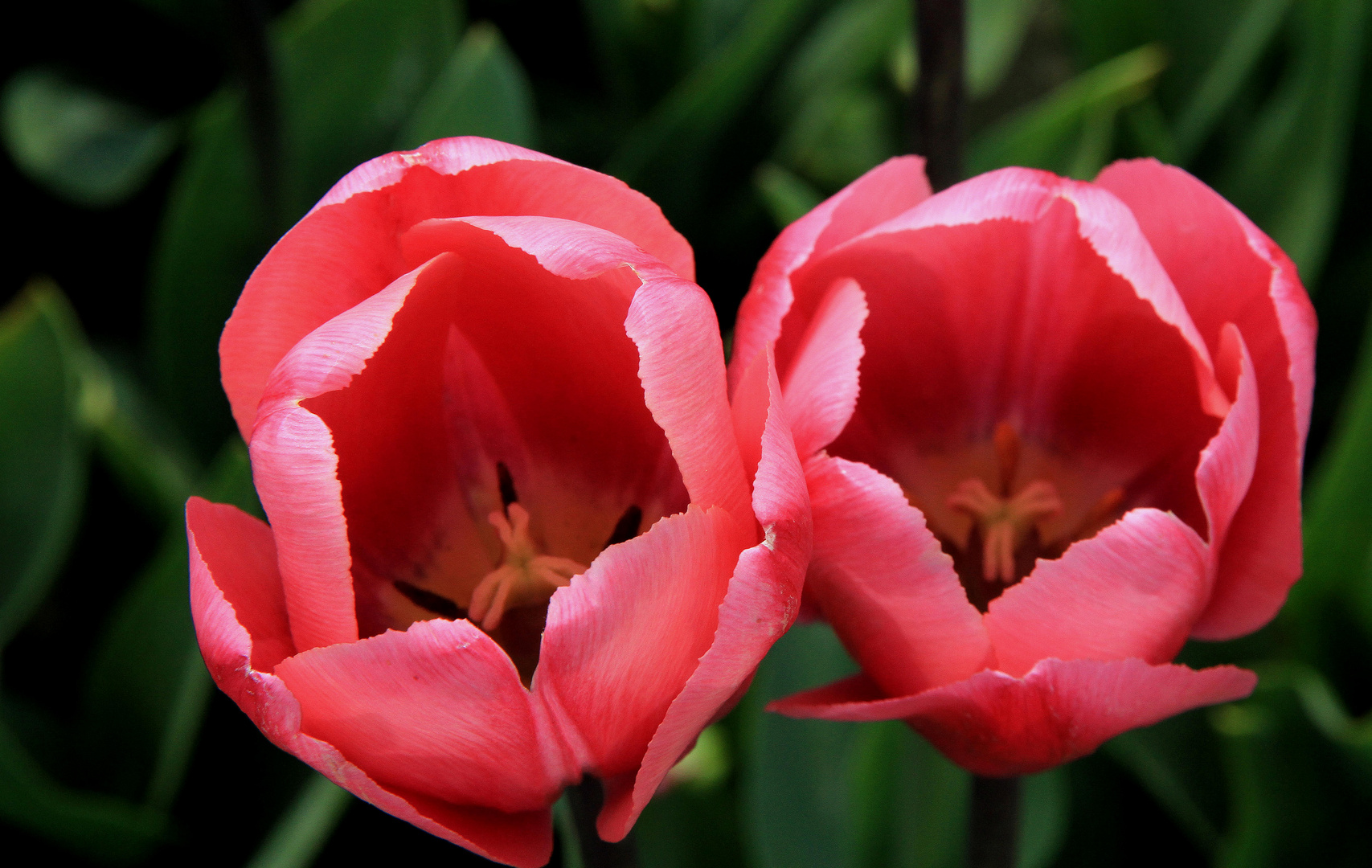 Tulpen im Tulpenfeld in Südholland 2