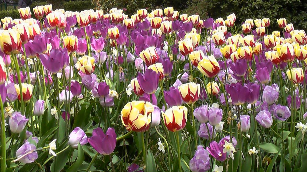 Tulpen im Vogelpark Walsrode