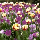 Tulpen im Vogelpark Walsrode