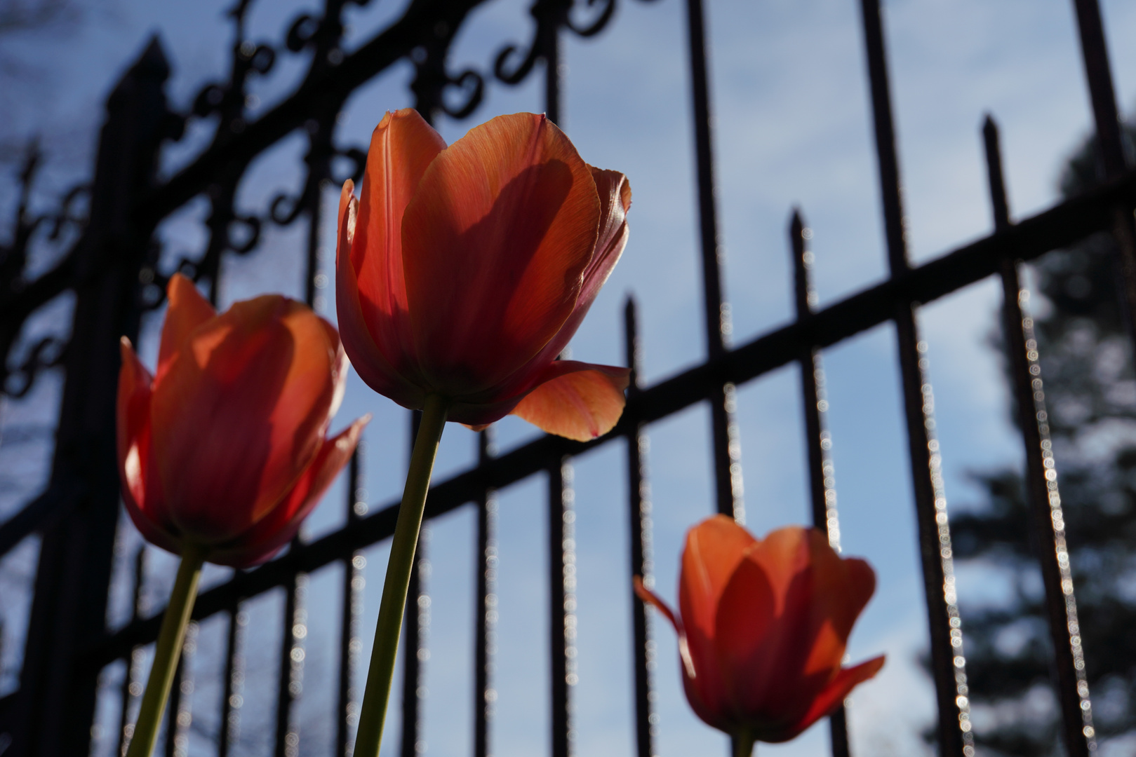 Tulpen im Vorgarten