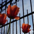 Tulpen im Vorgarten