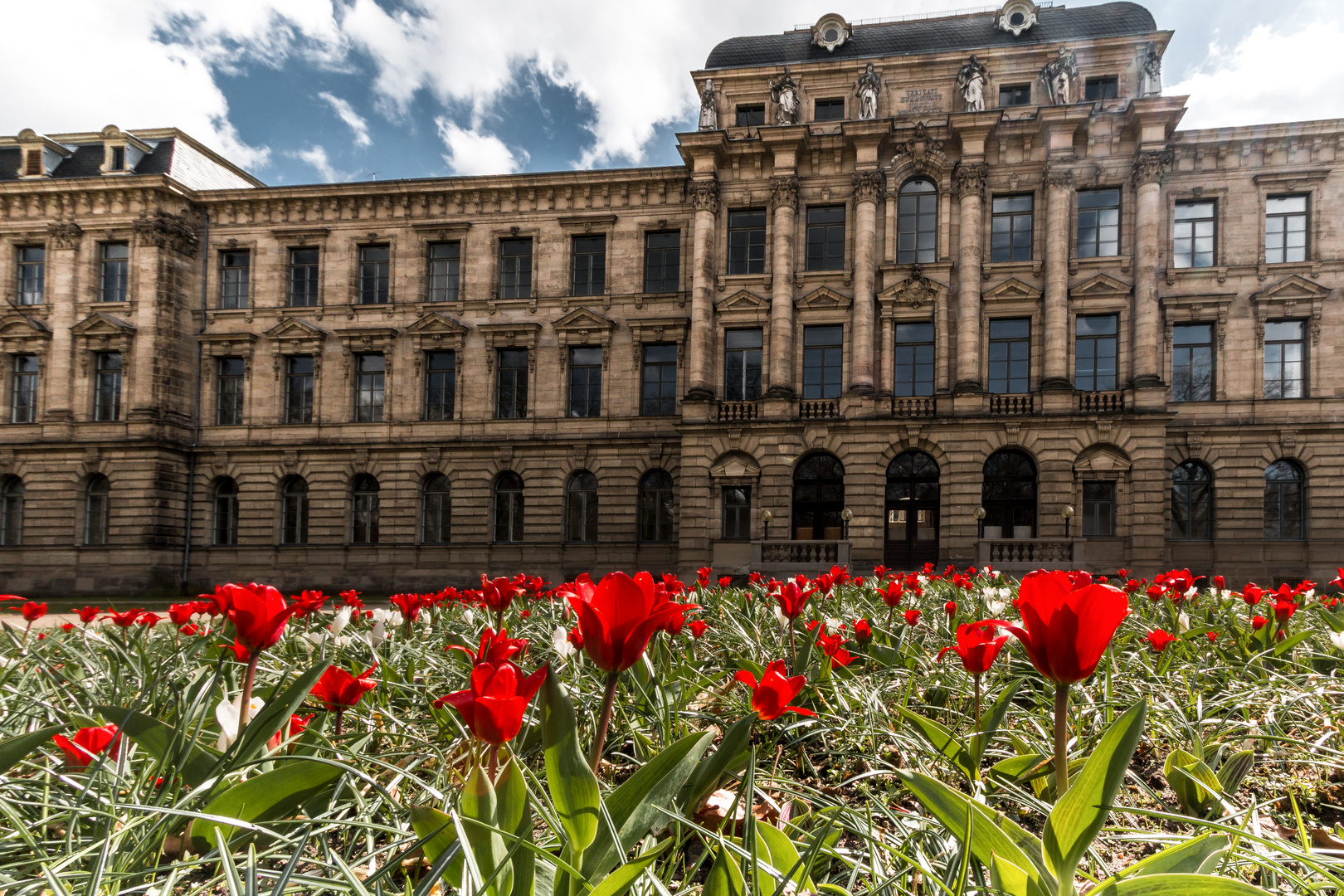 Tulpen im Vorgarten