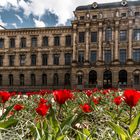 Tulpen im Vorgarten