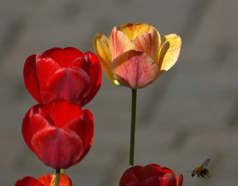 Tulpen im Vorgarten bekommen Besuch