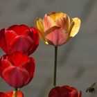 Tulpen im Vorgarten bekommen Besuch