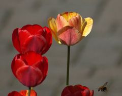 Tulpen im Vorgarten bekommen Besuch